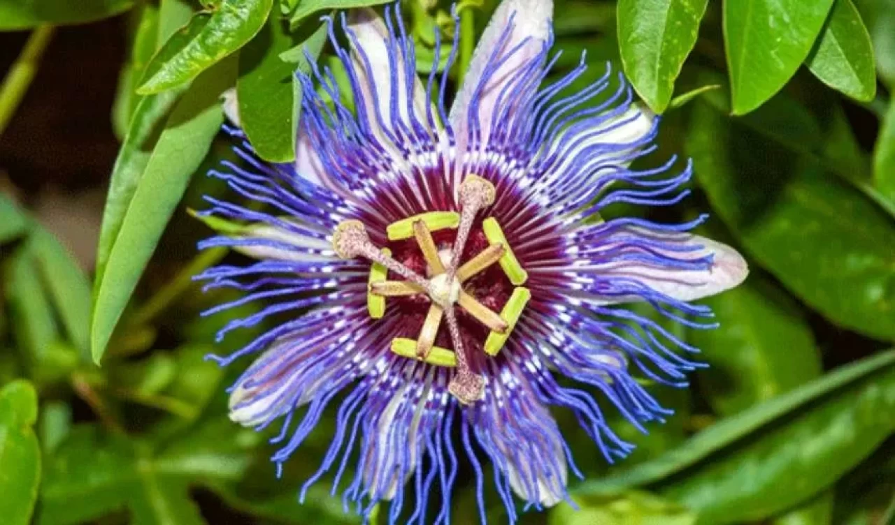Stres ve uykusuzluk İçin passiflora! Nasıl kullanılır, kimler için uygun?