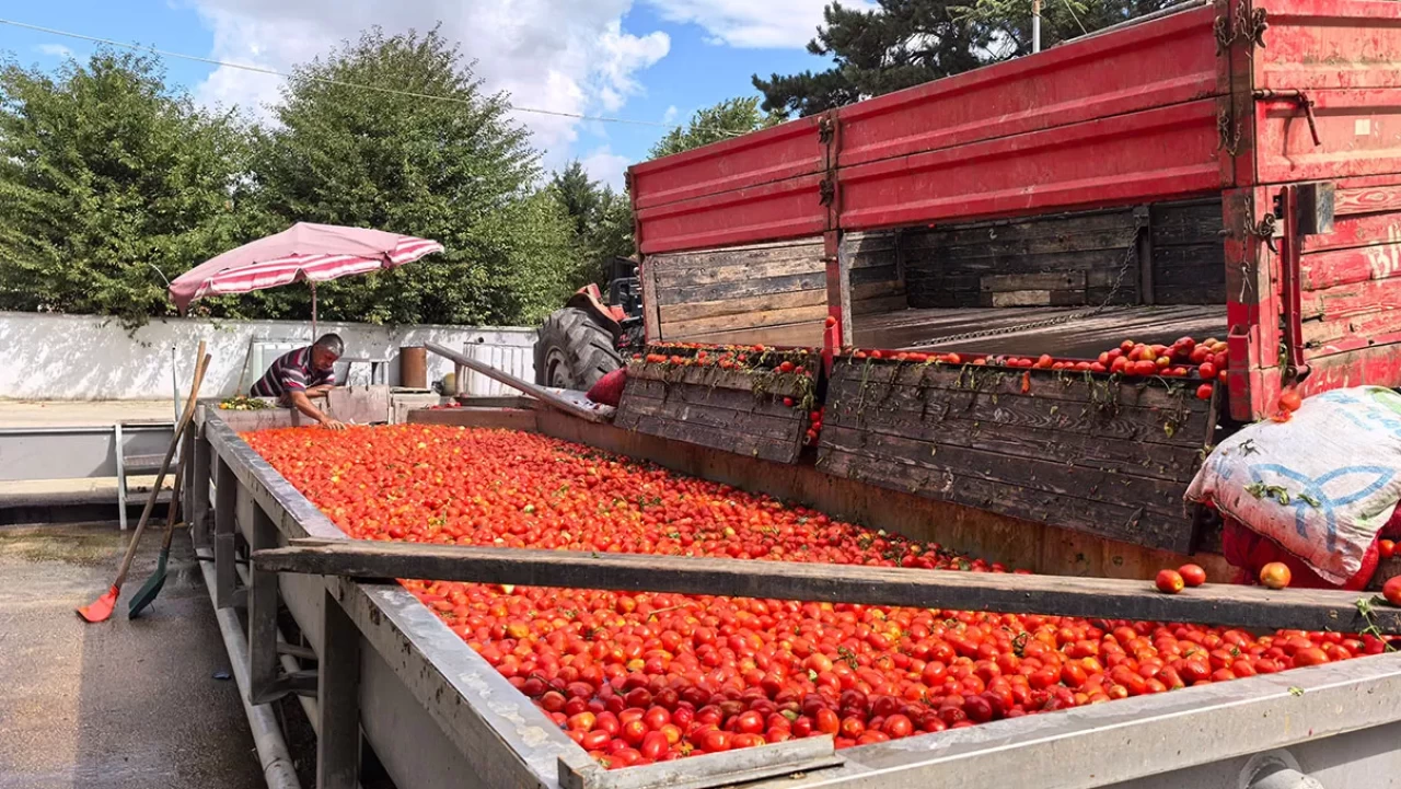 Hollanda'nın biber salçasını İnegöllü kadınlar üretiyor