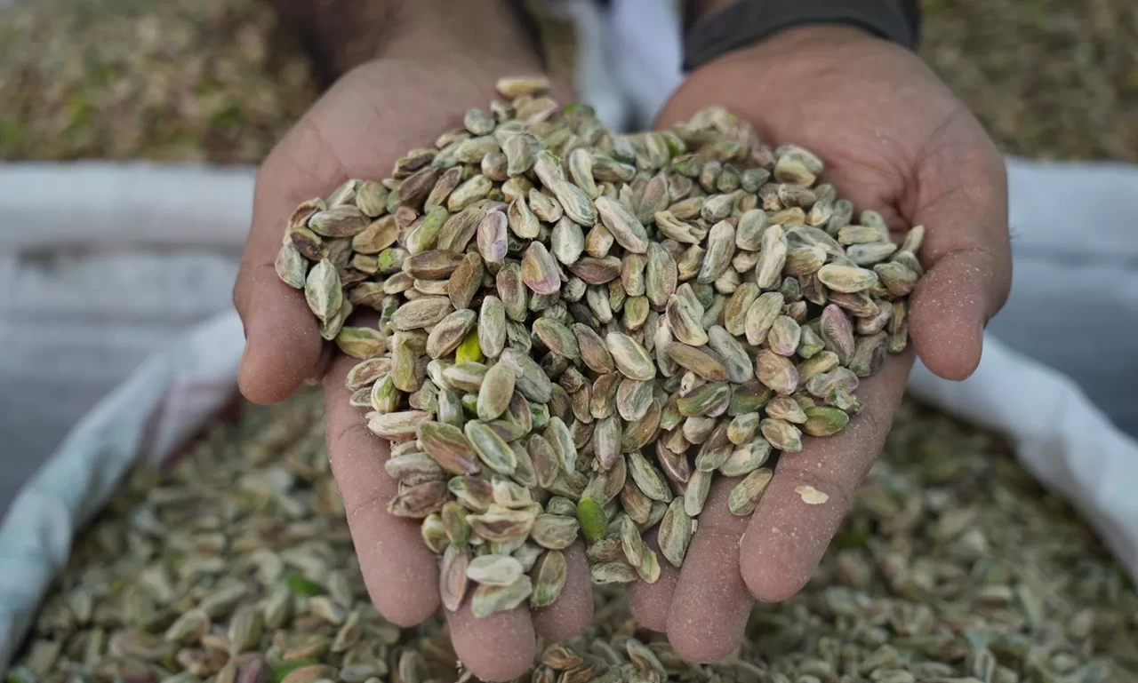 Antep fıstığına ithalat izni çıkınca fiyatlar ve satışlar düştü