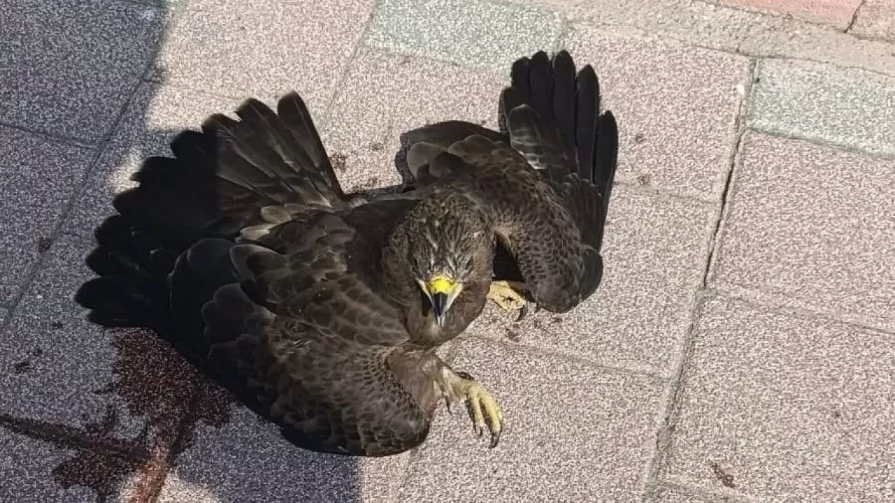 Bitkin halde bulunan şahin koruma altına alındı