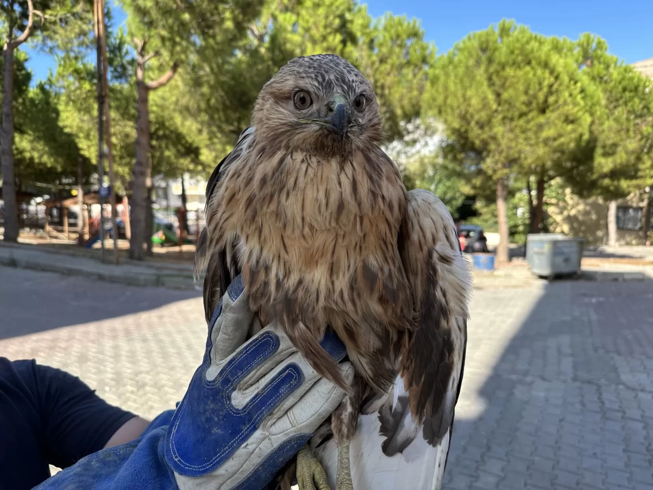 Sinop'ta yaralı halde bulunan kızıl şahin tedavi altına alındı