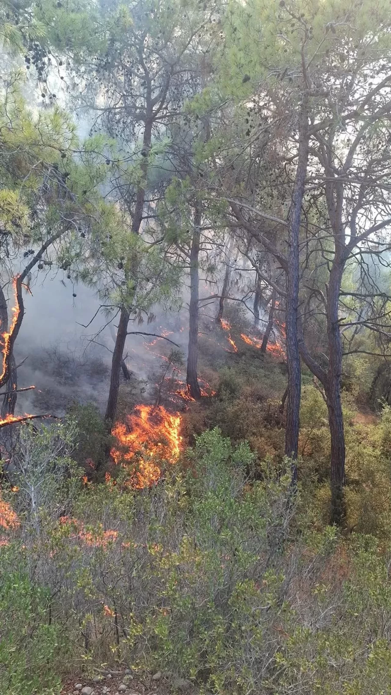 Adana'nın Sarıçam ilçesinde orman yangını çıktı