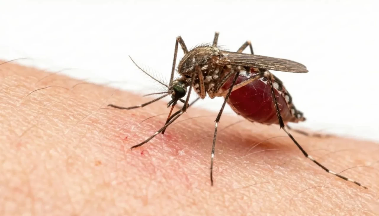 Sivrisineklerin "İstenmeyen Listesi" açıklandı: Bu kan grubuna sahip olanlar yazın daha rahat!