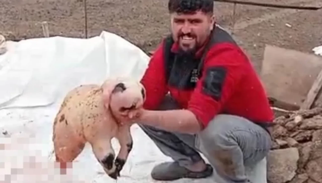 Bitlis’te panda görünümlü kuzu şaşkınlığı: Ölü doğan yavru için inceleme başlatıldı!