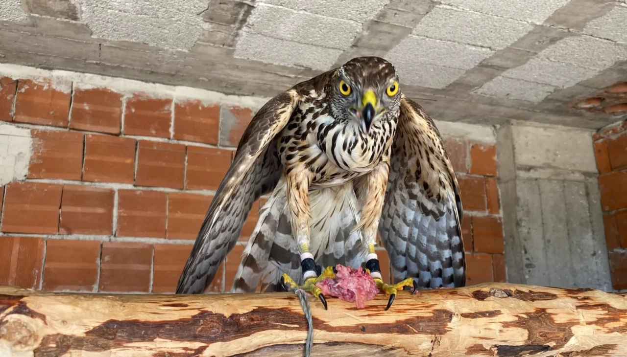 Atmacacılık yasaklanacak mı? Meclisten beklenen karar çıktı
