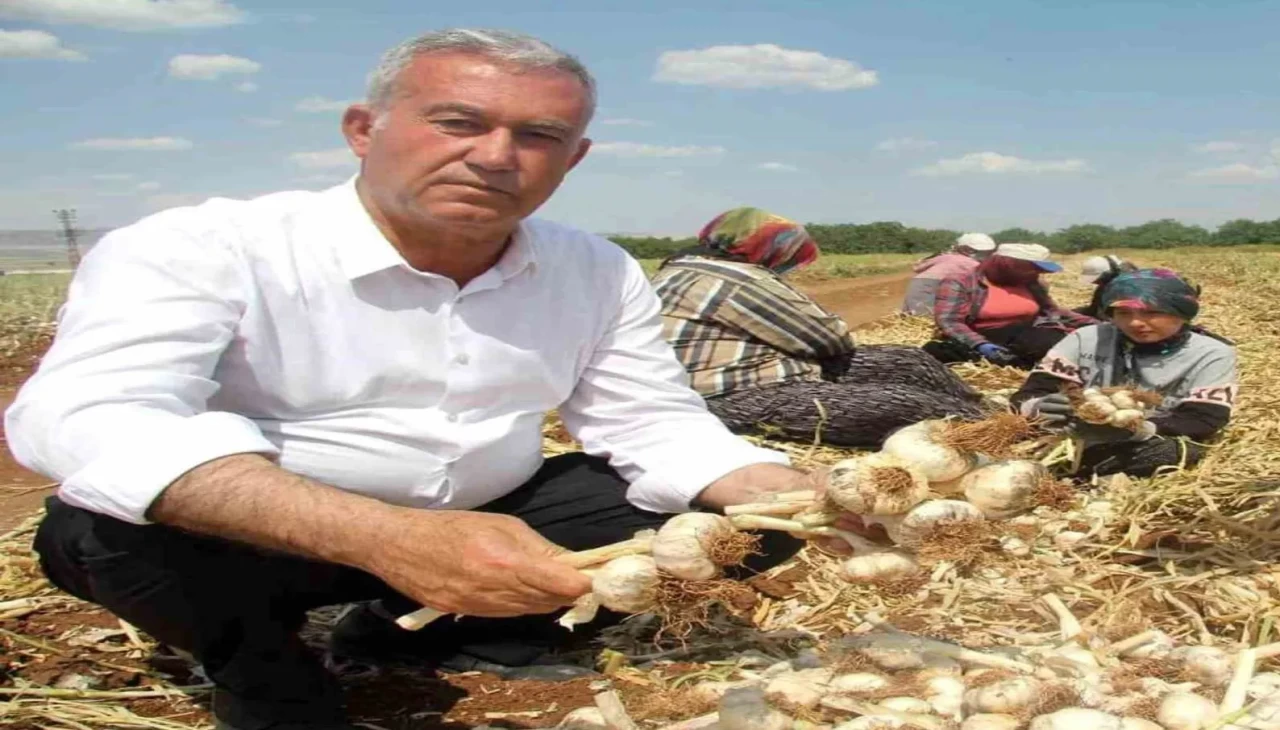 Taste Atlas listesinde Türkiye damgası: Türk sarımsağı dünya devlerini solladı