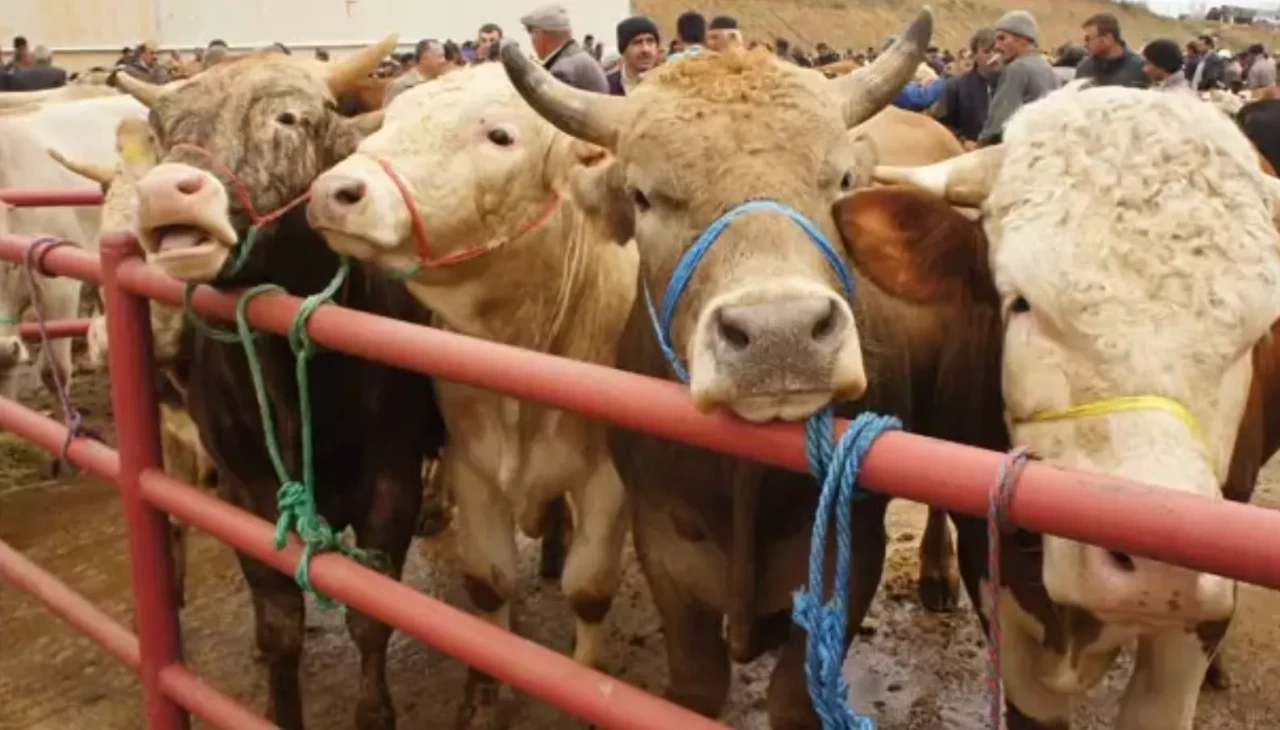 2026 Kurbanlık fiyatları ne kadar oldu? Büyükbaş ve küçükbaş kurbanlık canlı Kg fiyatları (İl İl Güncel Liste)