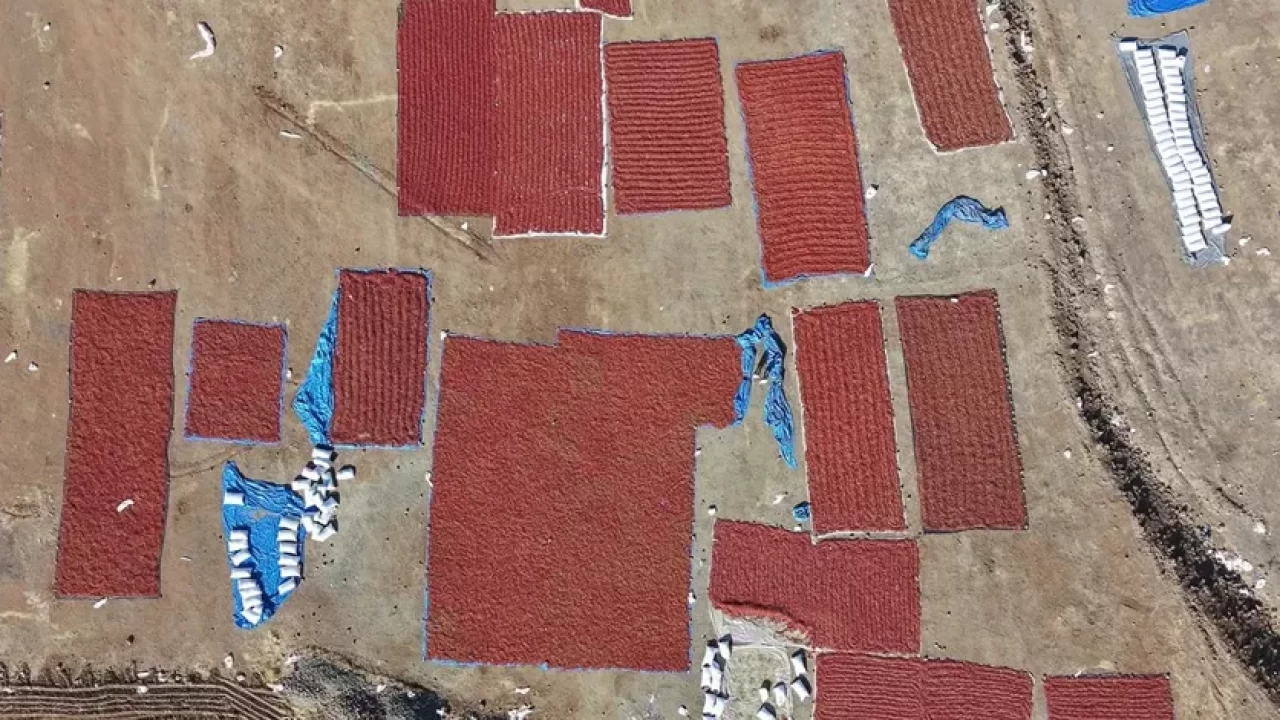 Kilis'te pul biber mesaisi: Sınırın sıfır noktasında hasat sürüyor