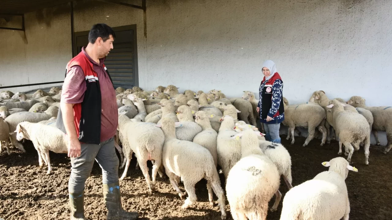 Aliağa’da üreticiye destek sürüyor: Hibeli koyun ve koçlar teslim ediliyor