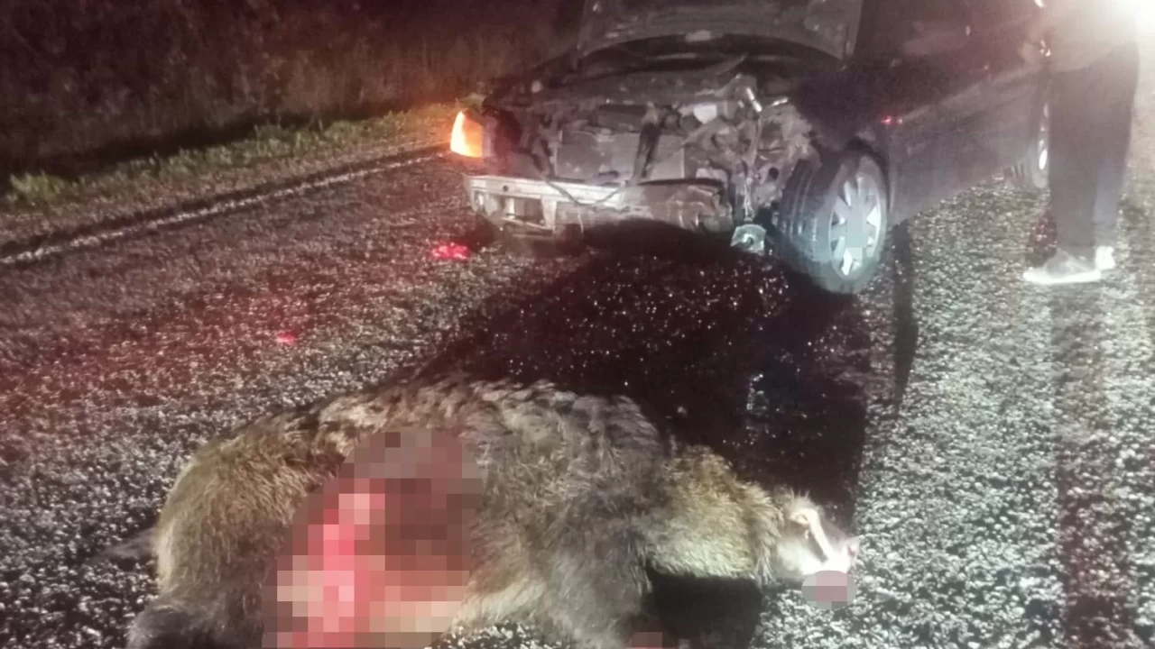 Bolu’da domuza çarpan otomobil hurdaya döndü: 1 yaralı