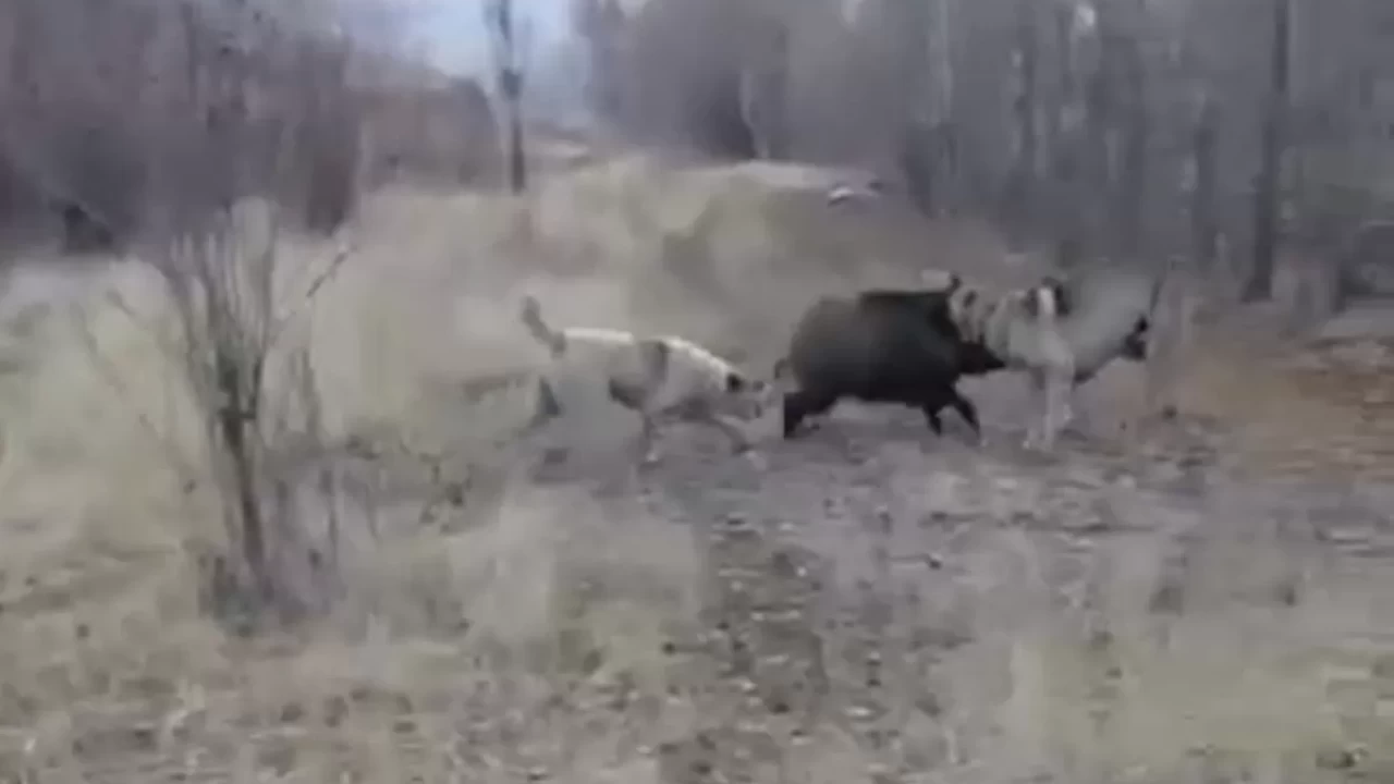 Muş'ta yaban domuzu ile çoban köpeklerinin kovalamacası!