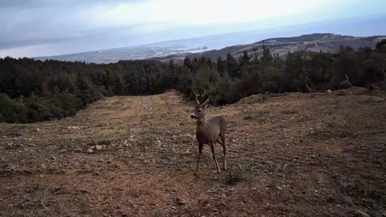 Doğanın sessiz tanıkları kamerada! Ganos Dağı’nda yaban hayatı görüntülendi