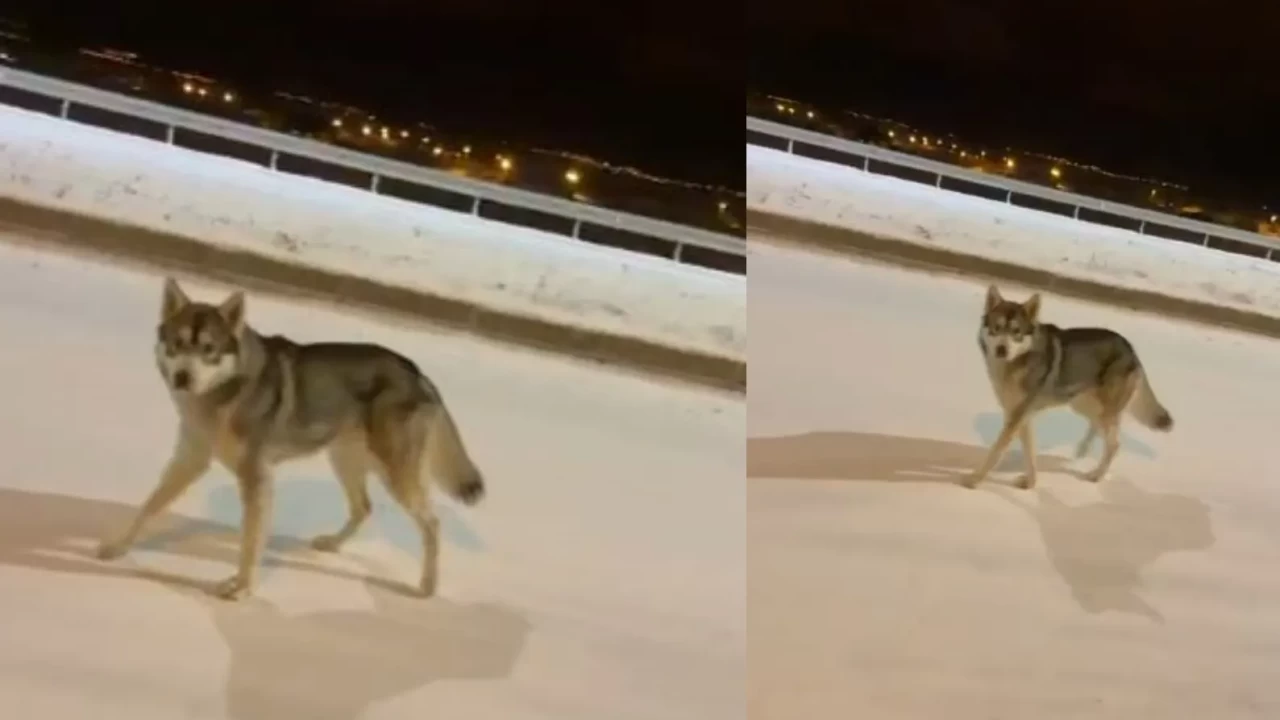 Ardahan'da şehre inen kurt görüntülendi