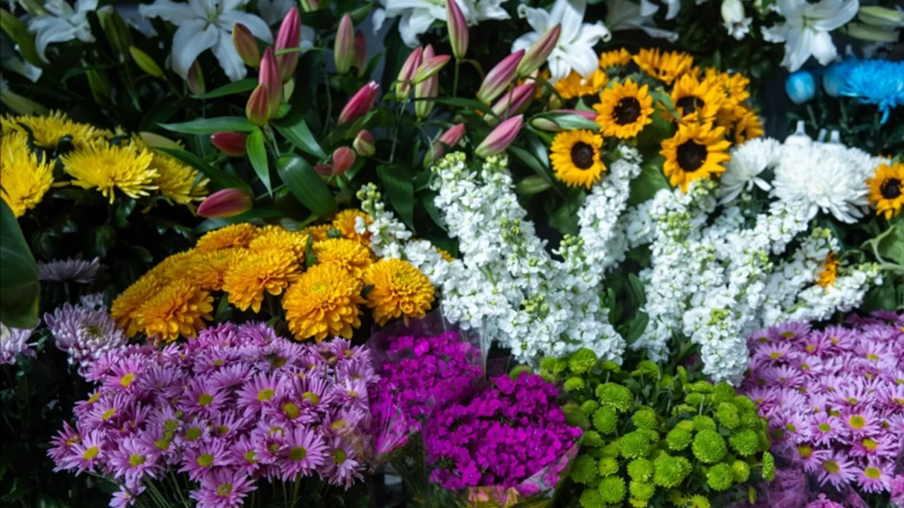 ARALIK AYI ÇİÇEKLERİ | Aralık ayında hangi çiçekler alınır, hangileri açar? Aralık ayı çiçekleri ve anlamları