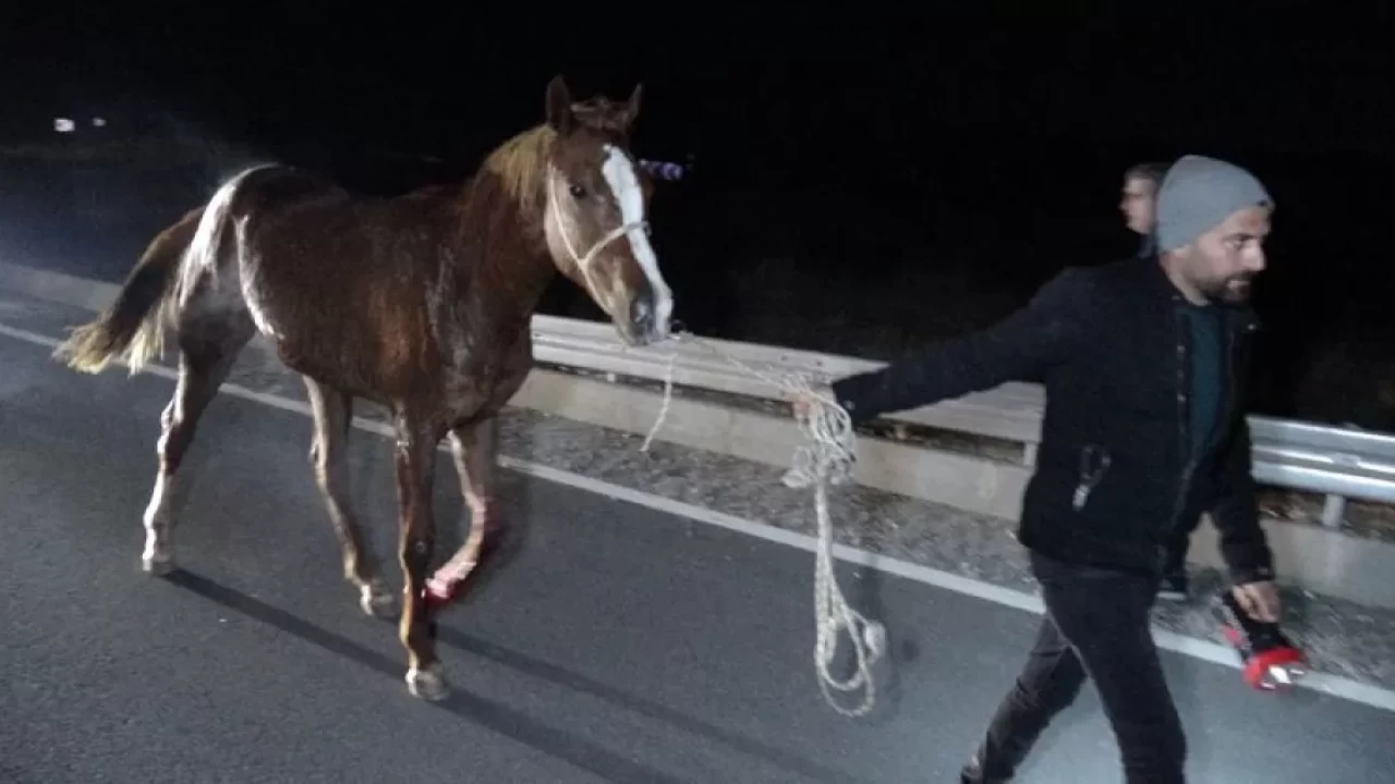 İşletmeden kaçan safkan taylar şehri birbirine kattı!