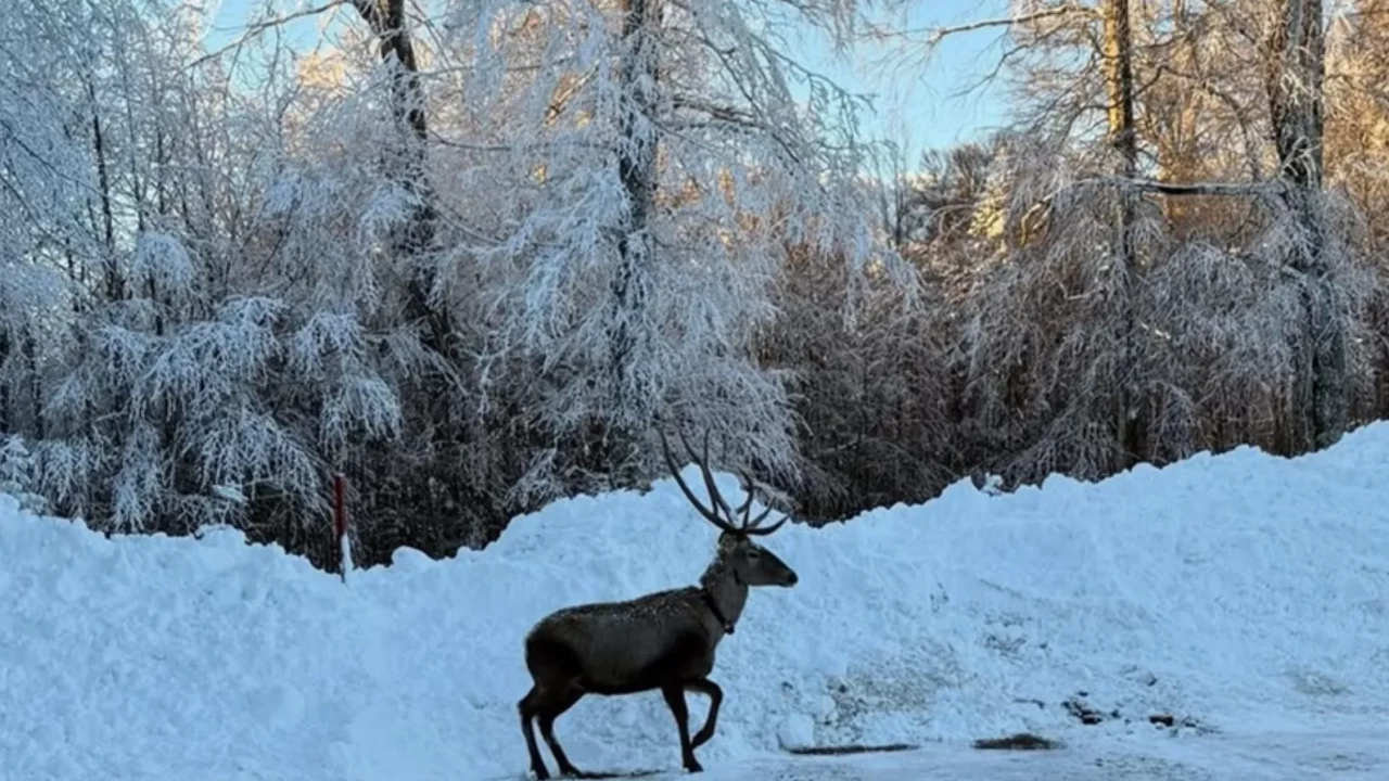 Kızıl geyik karlar arasında! Görüntüler büyük ilgi gördü