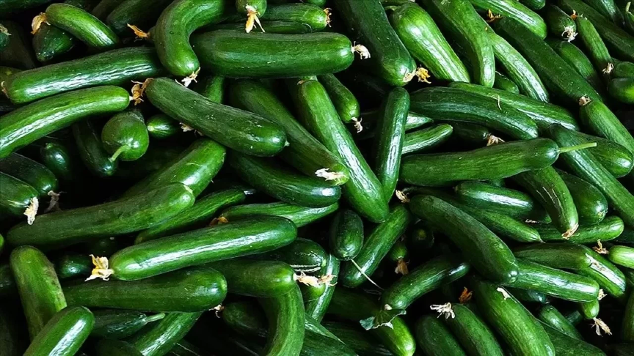 Salatalık saklama tüyoları! Haftalarca tazeliğini korusun