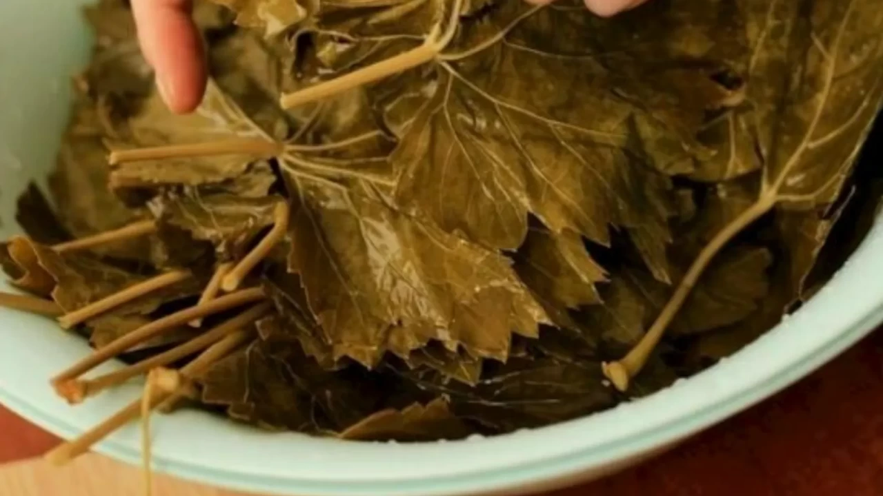 Sarma için en güzel üzüm yaprağı hangisi?