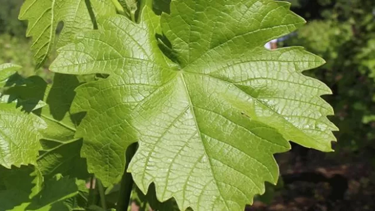 En güzel üzüm yaprağı nerenin? İşte Tokat yaprağının sırrı