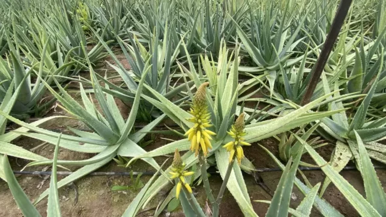 Aloe veranın sırrı ortaya çıktı! Kabızlık sorununa doğal çözüm