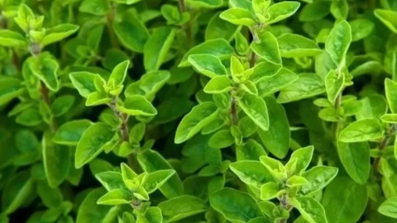 Oregano nedir ve hangi hastalıklara iyi gelir?