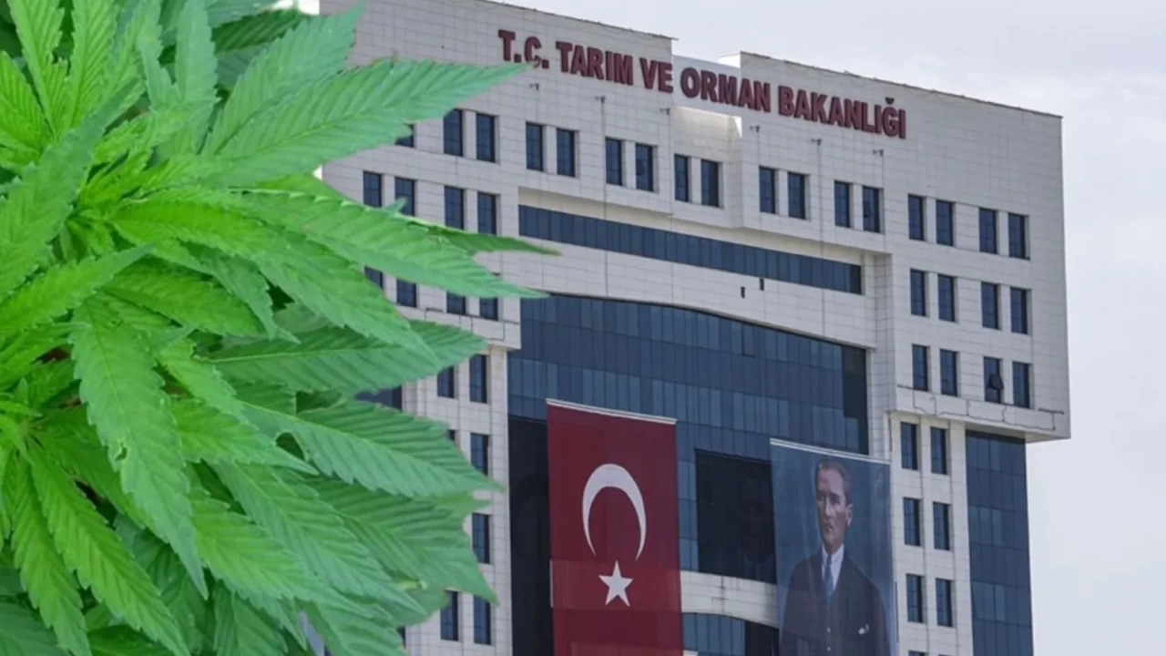 Kenevir üretiminde büyük değişim! Resmi Gazete'de yayımlandı: İşte izin verilen 21 il