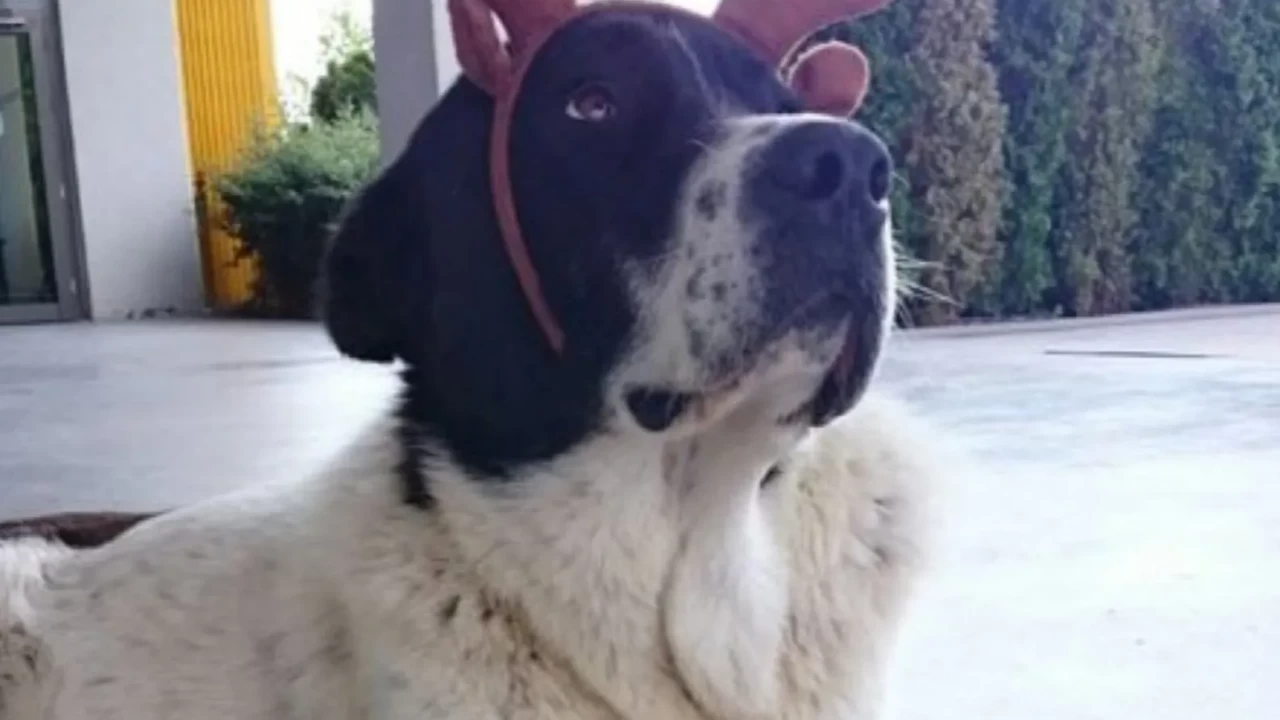 Matmazel’in ölüm raporu geldi! Belediyeden flaş karar