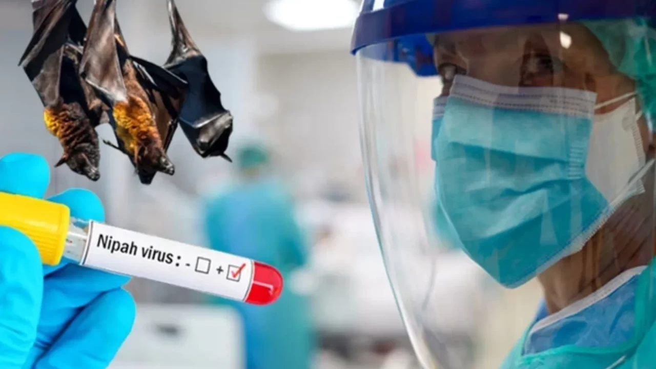 Nipah virüsünde ölüm oranı yüzde 75'e çıktı! DSÖ yeni pandemiyi engellemek için takibe geçti