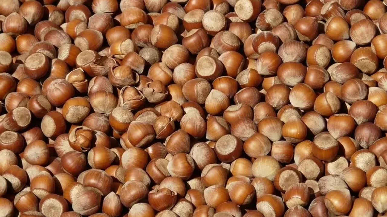 Türk fındığı 2025’te 122 ülkeye ihraç edildi: 2,2 milyar dolarlık satış