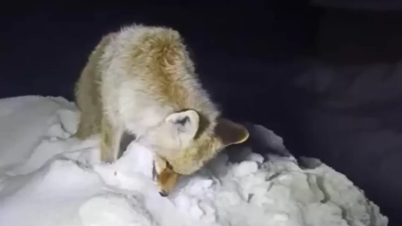 Yüksekova'da soğuktan tilki dondu: Doğa, yaşam mücadelesi veriyor!