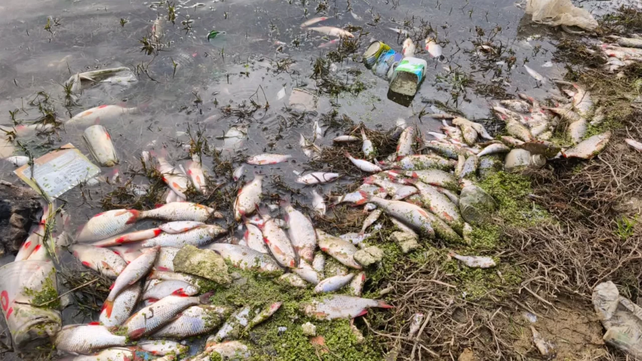Eyüpsultan–Sultangazi hattındaki gölette yosun patlaması: Binlerce balık telef oldu