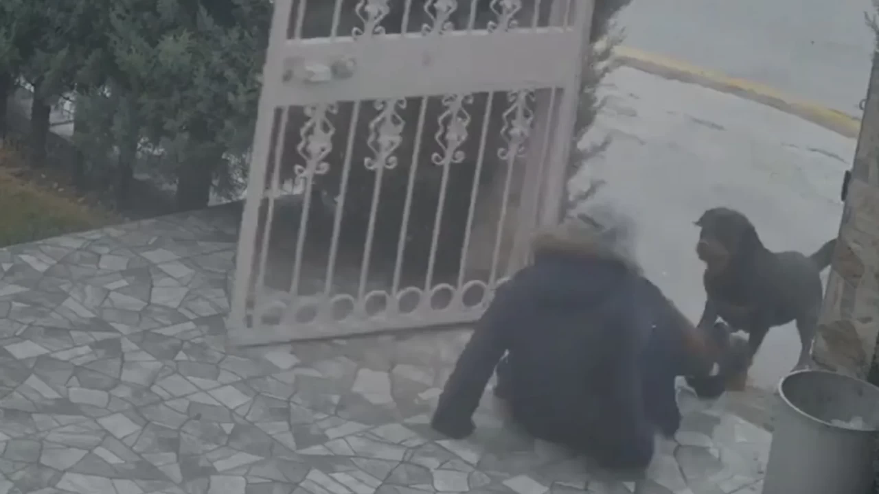 Güvenlik kamerasına yansıyan dehşet: Sahipsiz köpekler eve dönen kadına saldırdı!
