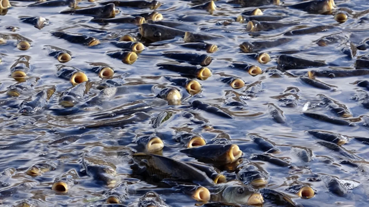 Arnavutköy’deki balık ölümlerinin nedeni ortaya çıktı: 9 işletmeye 1,3 milyon lira ceza