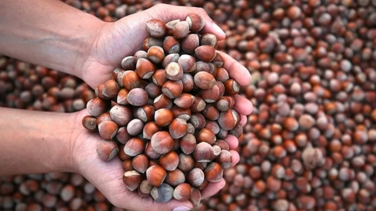 2025’te fındık ihracatında düşüş: Gelir 2,25 milyar dolar olarak gerçekleşti