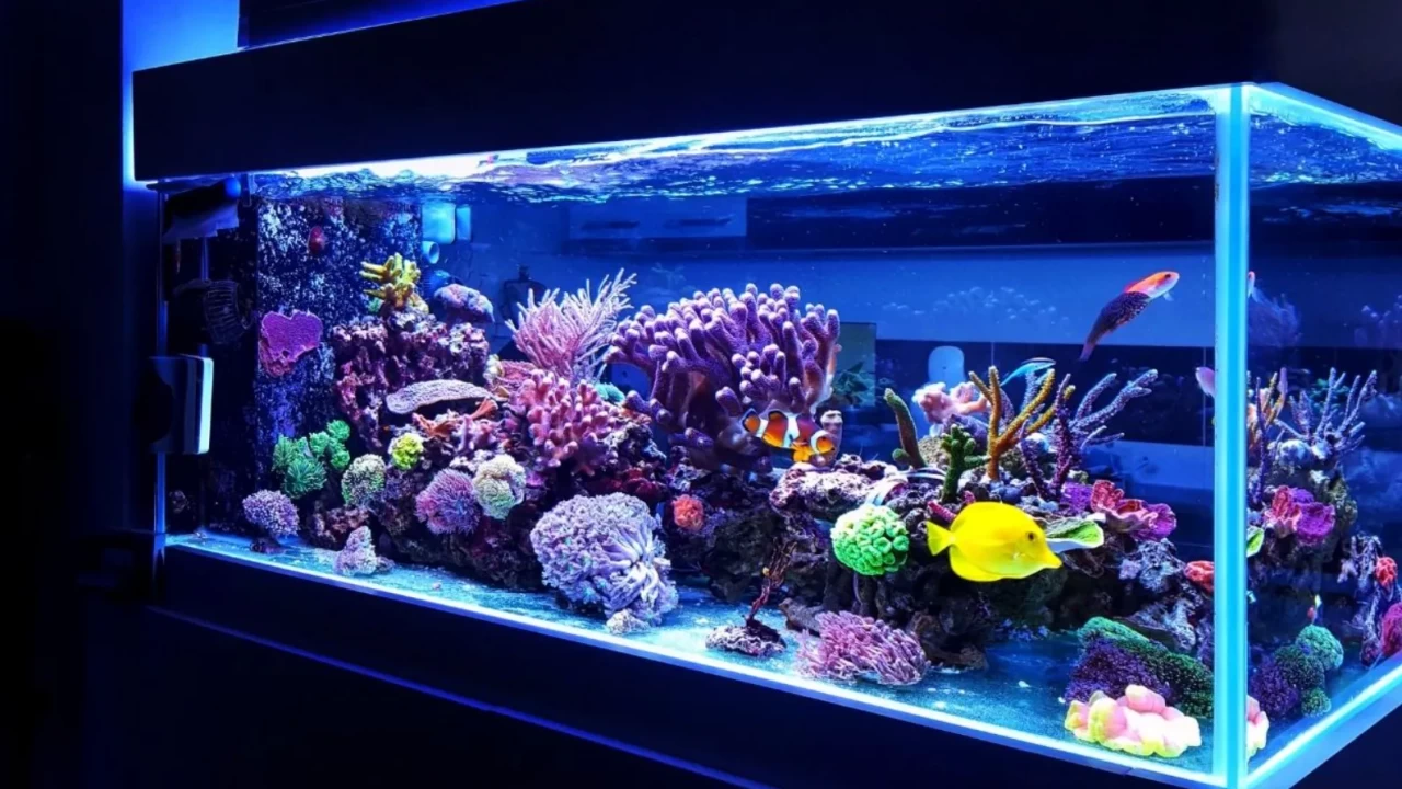 Akvaryumda toplu ölüm sonrası acil müdahale: Akvaryumu nasıl temizler ve yeniden kurarsınız?