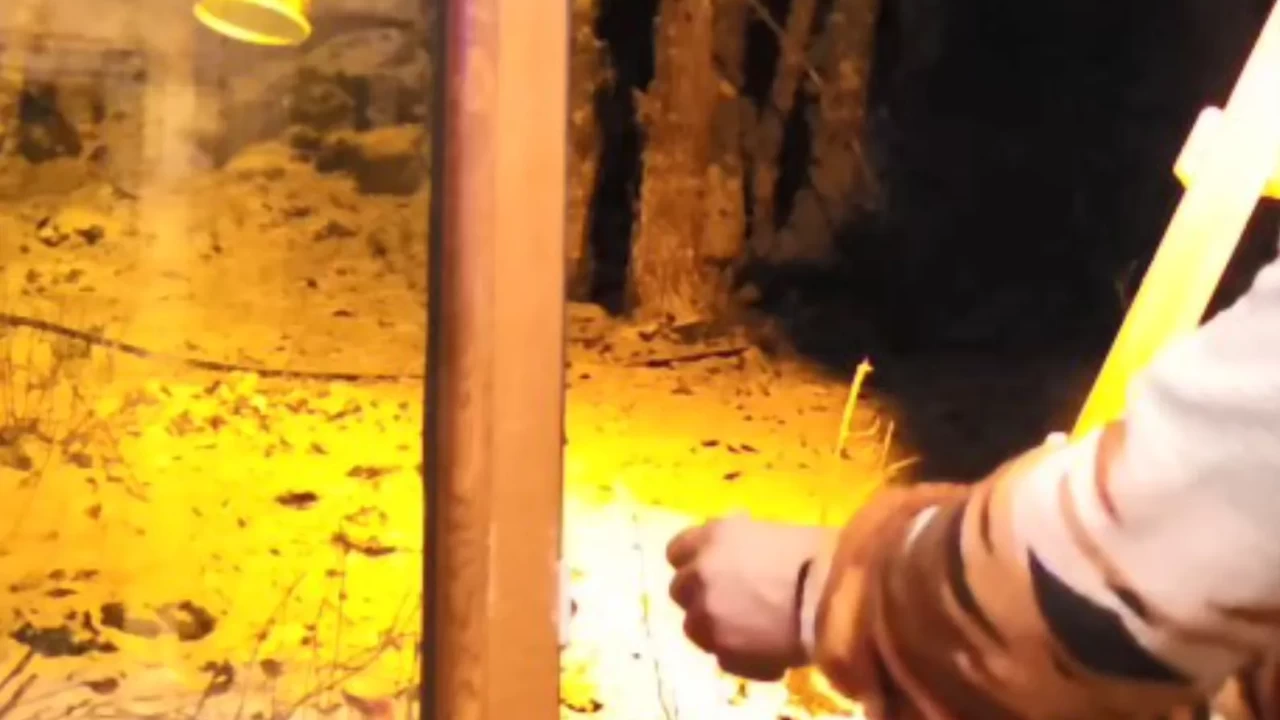 Kartepe’de duygulandıran anlar: Tilkiyi eliyle besledi