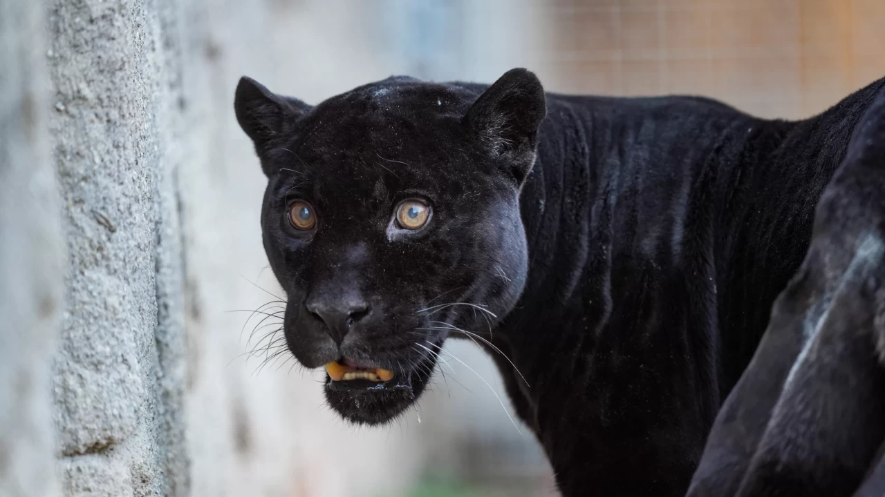 İzmir Doğal Yaşam Parkı'nın jaguarı Juliet hayatını kaybetti