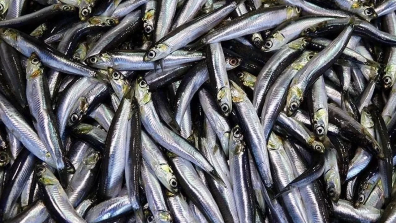 Karadeniz’in incisi Avrupa sofralarında: Hamsi ihracatı arttı