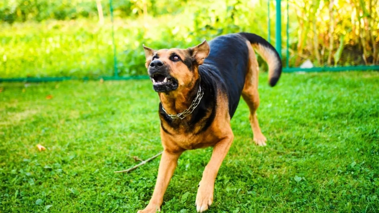 Adana’da dehşet anları: Küçük köpeğiyle yürüyen kadına saldırı kamerada