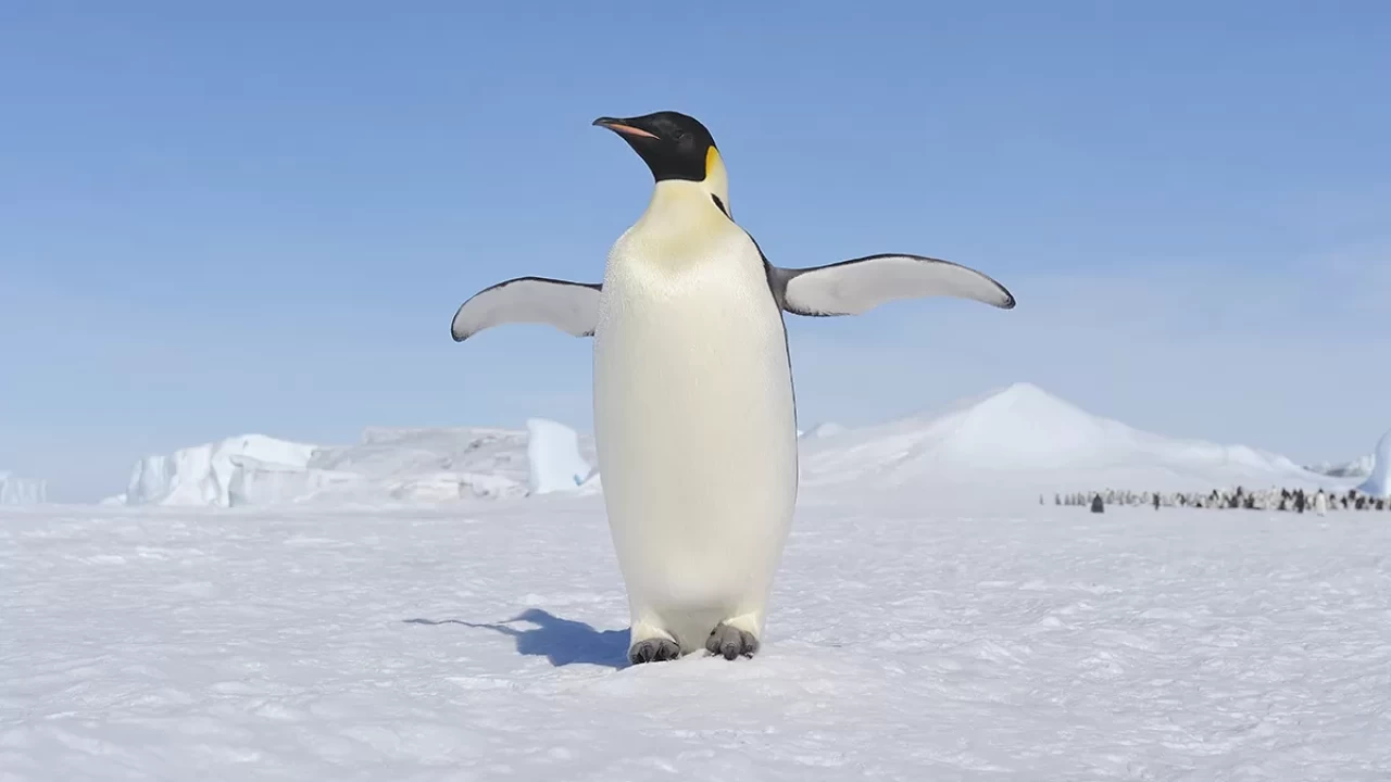 Nihilist penguen olayı ne? Küresel ilgi odağı oldu!