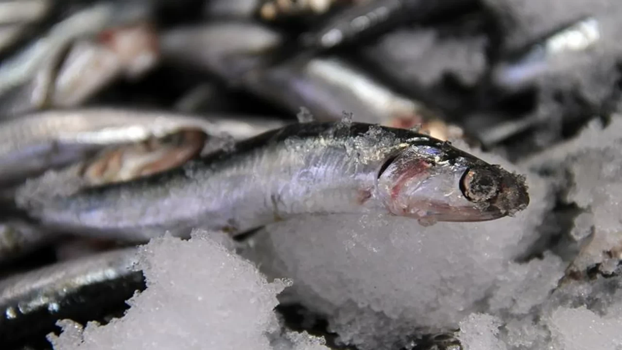 Hamsideki kar suyu mucizesi! Neden şimdi almalısınız? Bilimsel kanıtı şaşırttı