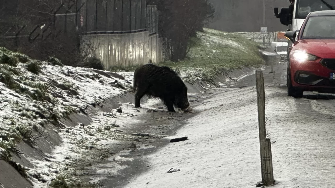 İstanbul’da yaban domuzu yol kenarına indi