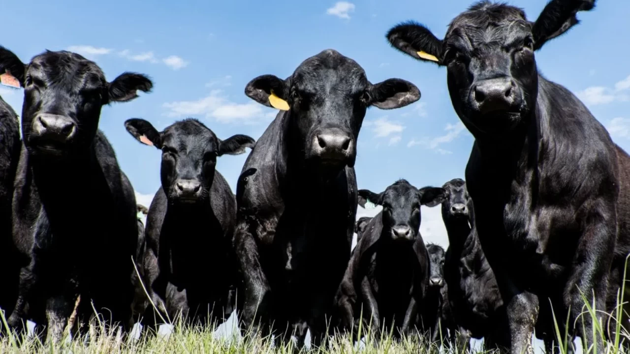 Pazaryeri’ndeki çiftçiler dikkat: Şap hastalığı bölgede yayılıyor