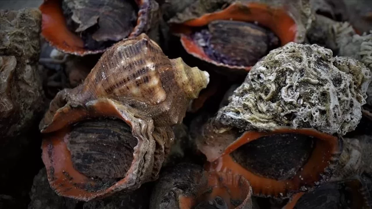 Türkiye’nin deniz salyangozu ihracatı 20,9 milyon doları geçti: Güney Kore başta, talep artıyor