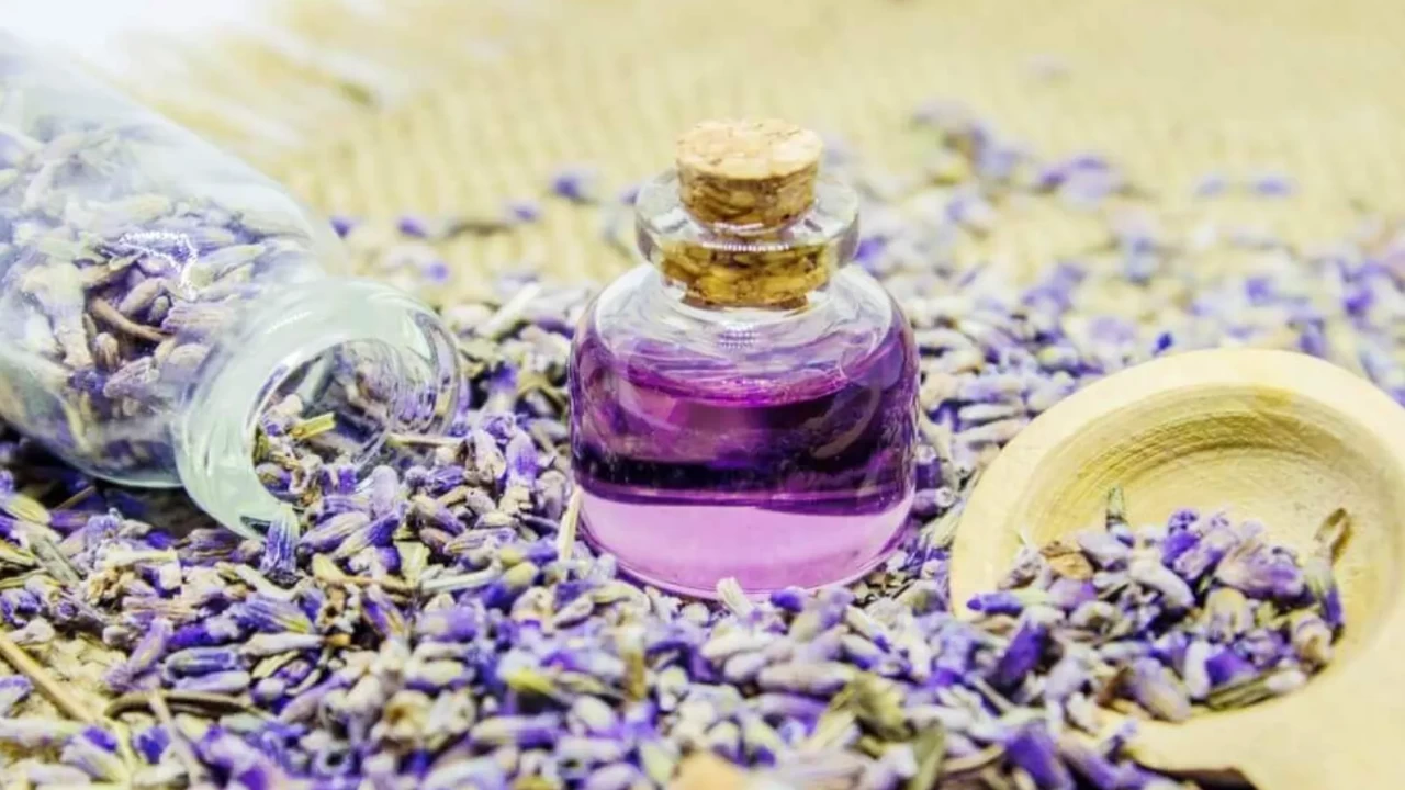 Göbek deliğine lavanta yağı dökünce bakın ne oluyor