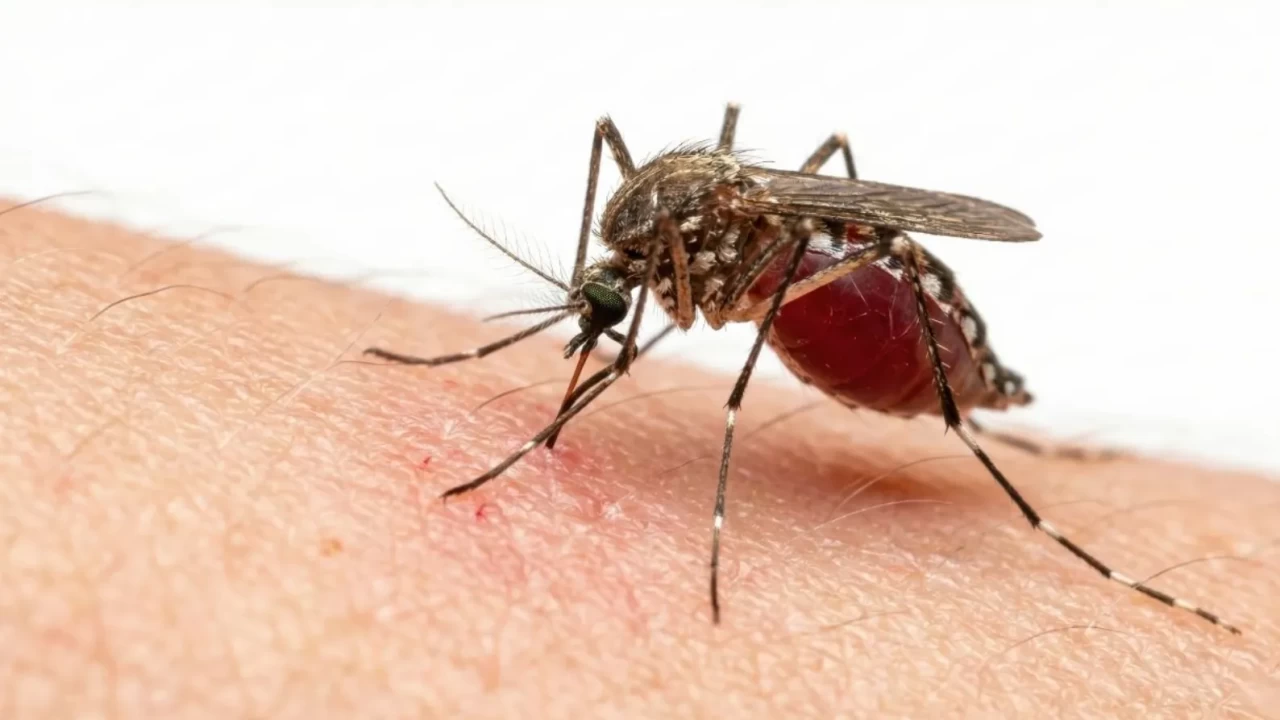Sivrisineklerin  İstenmeyen Listesi  açıklandı: Bu kan grubuna sahip olanlar yazın daha rahat!