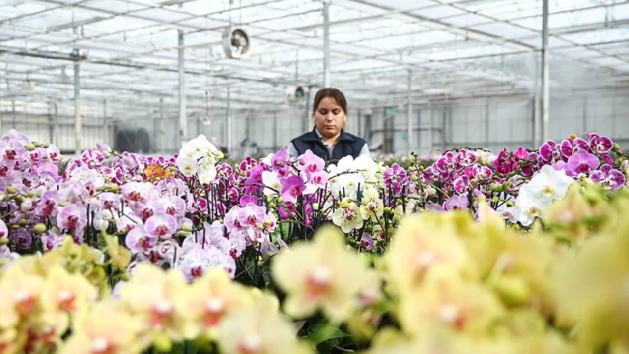 Çukurova'da Sevgililer Günü mesaisi! Seralarda yoğunluk zirve yaptı
