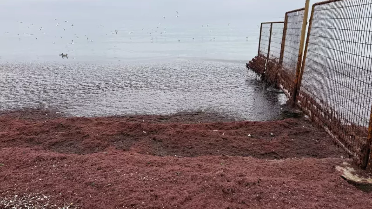 Tekirdağ’da poyraz etkisi: Sahil kırmızı yosunla kaplandı