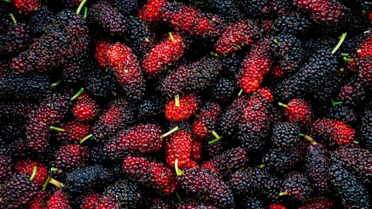 Rüyada Dut Görmek Ne Anlama Gelir? Dut Yemek ve Toplamak