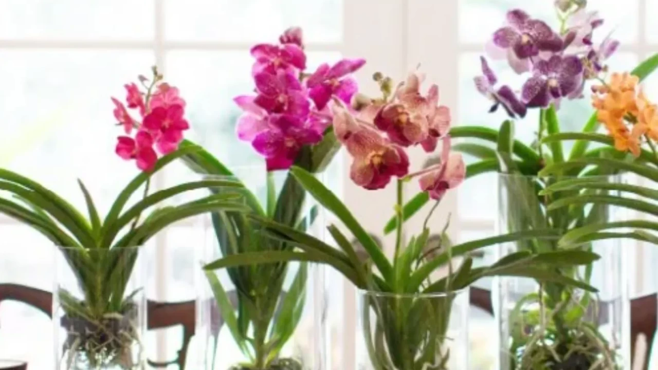 Orkide Bakımı Nasıl Yapılır? Solan Orkideleri Canlandırma Yöntemleri